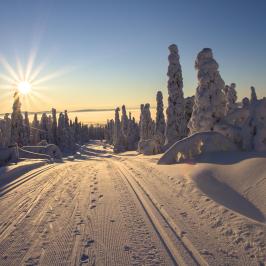 3-Day Small Group Tour to Swedish Lapland - Northern Lights and Sami Culture Image 3