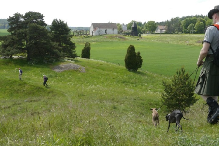 a herd of cattle walking across a lush green field