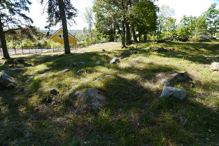 a tree in a grassy field