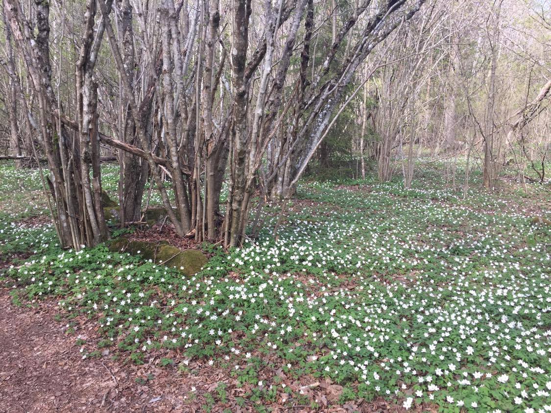 143649773_254181299609313_3801101846189558183_n a plant in a forest