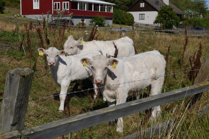 a group of sheep standing on top of a wooden fence