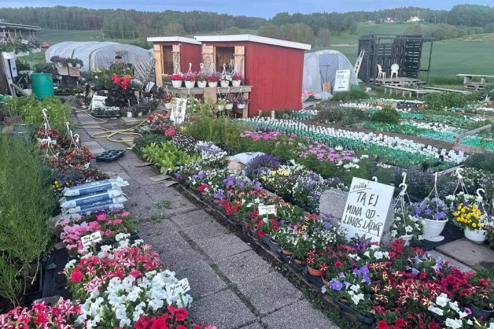 a close up of a flower garden