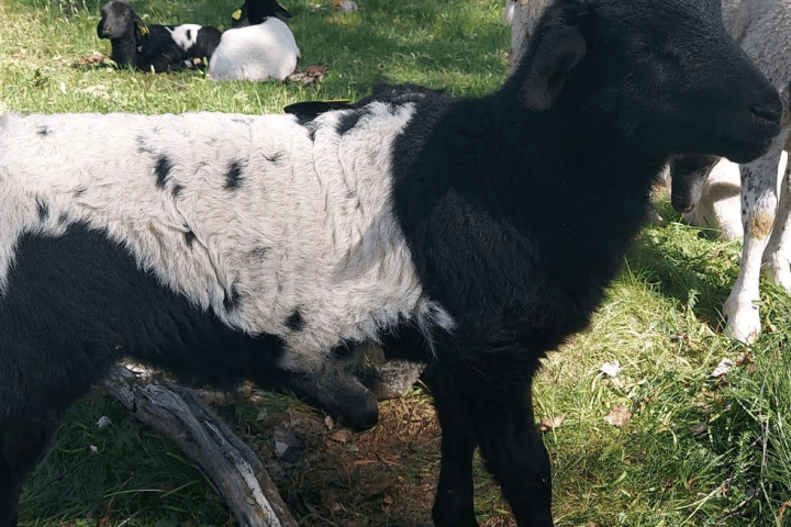 a herd of sheep standing on top of a grass covered field