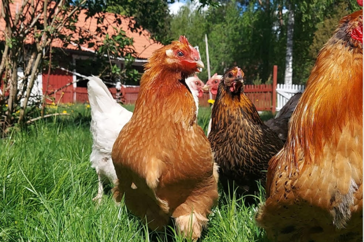 a chicken standing on top of a grass covered field
