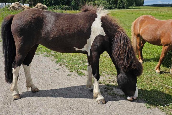 a brown horse grazing in a field