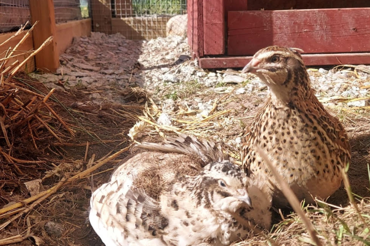 a bird standing on top of a pile of hay
