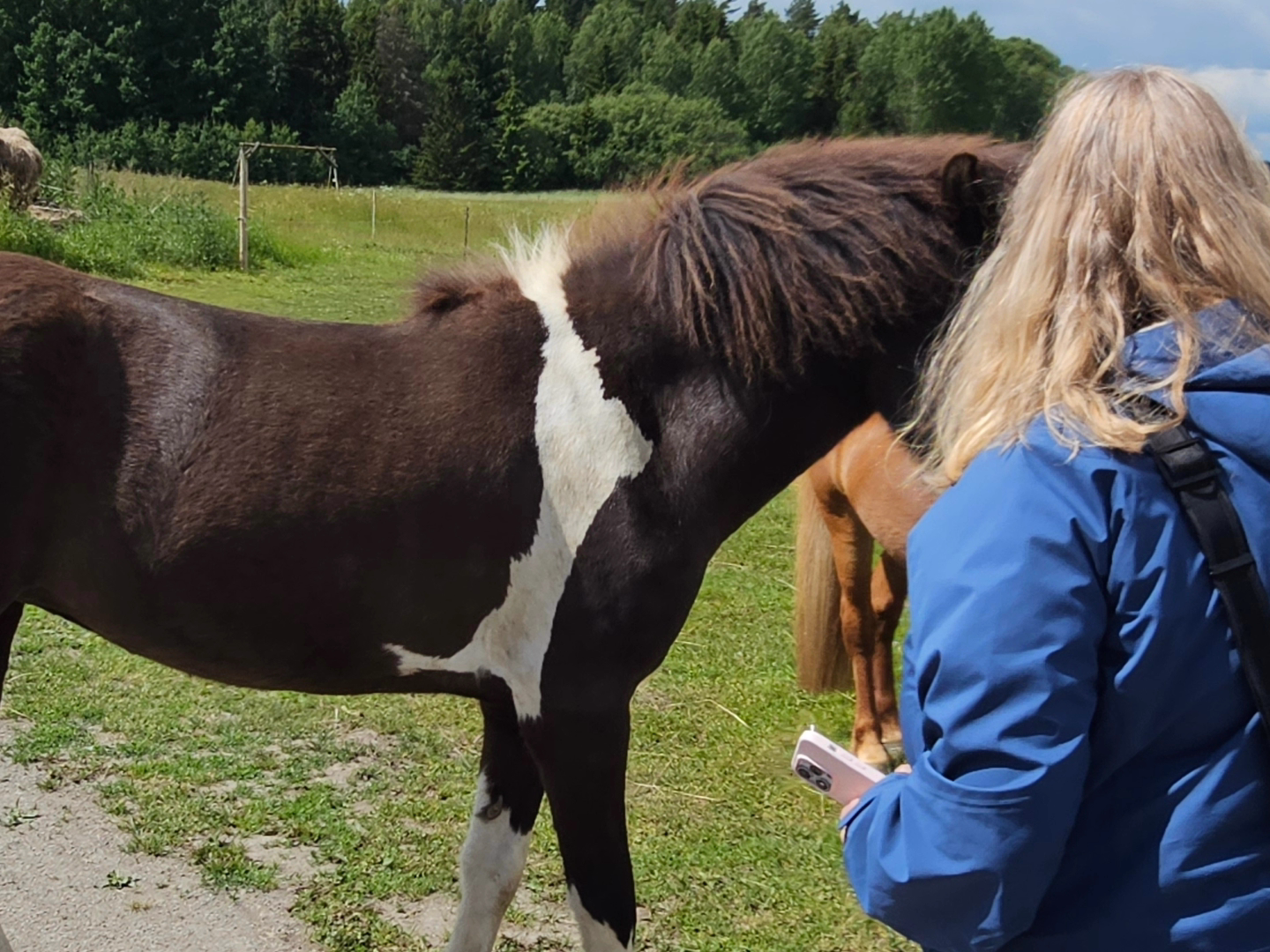 a person petting a cow that is standing in the grass