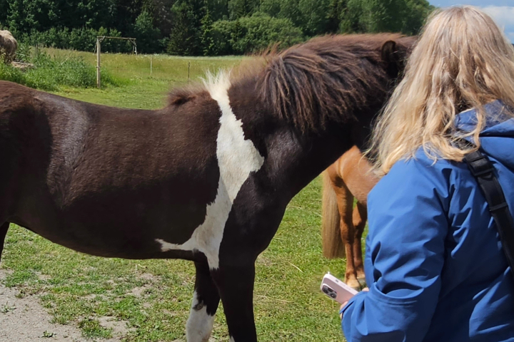 a person petting a cow that is standing in the grass