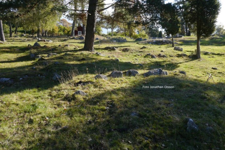 a tree in a grassy field